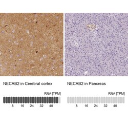 EFCBP2 Antibody, Novus Biologicals 0.1mL; Unlabeled:Antibodies, Polyclonal